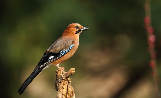 赤峰鳥養(yǎng)殖場電話號碼查詢-第1張圖片