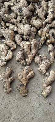 赤峰姜黃廠家電話多少號啊-第1張圖片