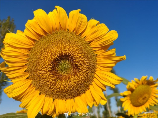 赤峰向陽(yáng)理發(fā)店電話多少號(hào)-第1張圖片