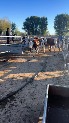 赤峰收奶公牛電話號碼多少-第1張圖片