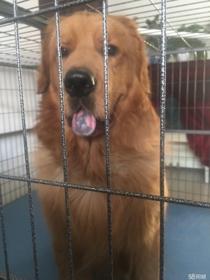 赤峰收狗同城電話號碼多少-第1張圖片