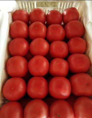 赤峰市番茄基地種植電話號碼-第1張圖片