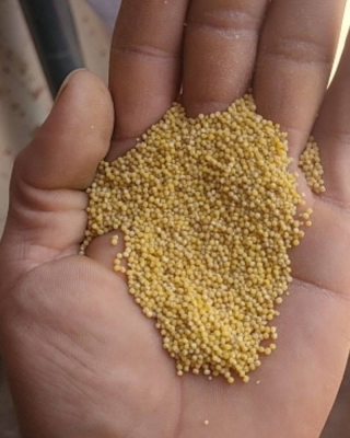 赤峰谷子種子出售電話地址查詢-第1張圖片