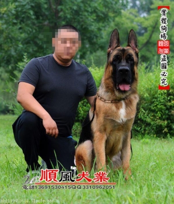 赤峰寵物犬舍地址電話號碼-第1張圖片