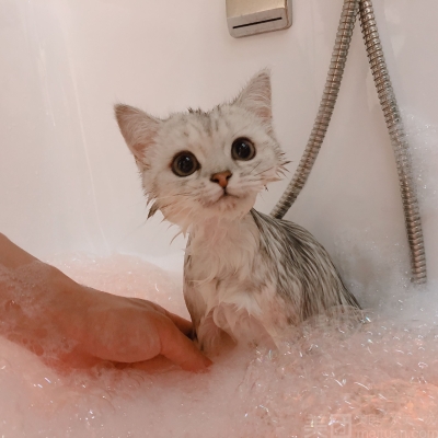 赤峰大熊寵物生活館電話號(hào)碼-第1張圖片