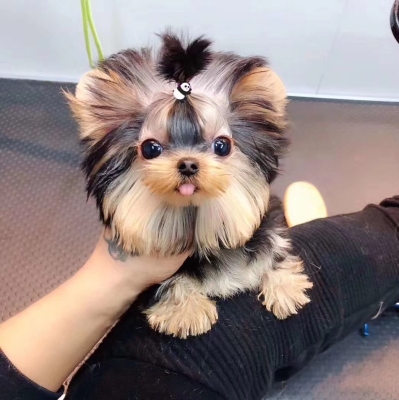 赤峰約克夏幼犬出售電話號碼-第1張圖片