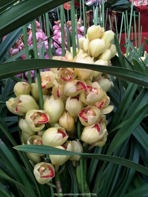 赤峰花卉市場批發(fā)電話號碼-第1張圖片