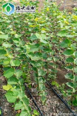 赤峰椴樹苗專賣店電話號碼-第1張圖片