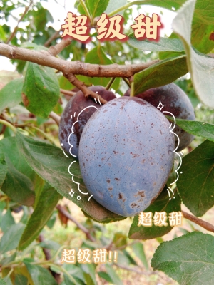 赤峰附近西梅采摘園電話號(hào)碼-第1張圖片