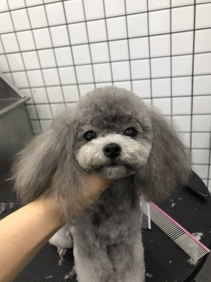 赤峰寵物狗美容造型電話地址-第1張圖片