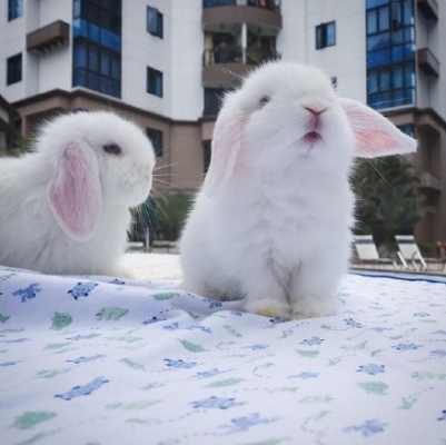 赤峰小白兔教練電話號碼-第1張圖片