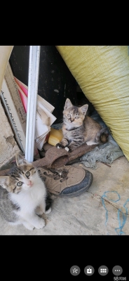 內(nèi)蒙古赤峰貓咪領(lǐng)養(yǎng)電話號碼-第1張圖片