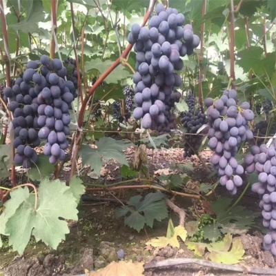 赤峰藤王葡萄苗銷售電話地址-第1張圖片