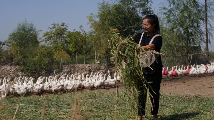 赤峰養(yǎng)鵝暖棚出租電話地址查詢-第1張圖片