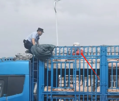 赤峰收拾豬頭電話號碼是多少-第1張圖片