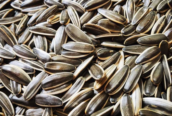 赤峰劉龍瓜子店地址電話號(hào)碼-第1張圖片