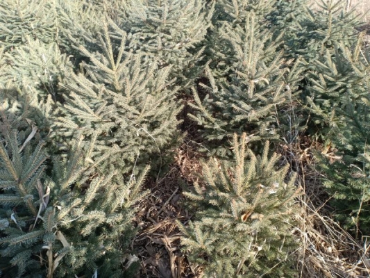 赤峰云杉折扣店電話地址查詢-第1張圖片