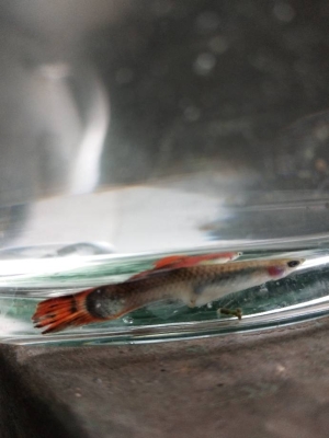 赤峰附近撈魚(yú)玩具店電話號(hào)碼-第1張圖片