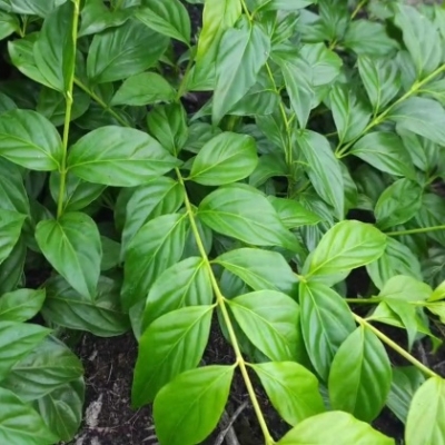 赤峰藤倉病院電話號碼是多少-第1張圖片