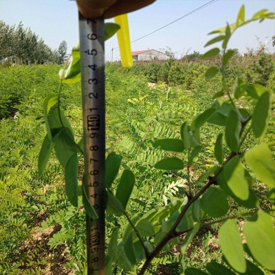 赤峰刺槐苗專賣店電話號(hào)碼-第1張圖片