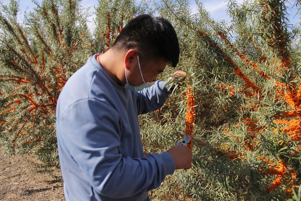 赤峰林果小鎮(zhèn)電話號碼多少-第1張圖片