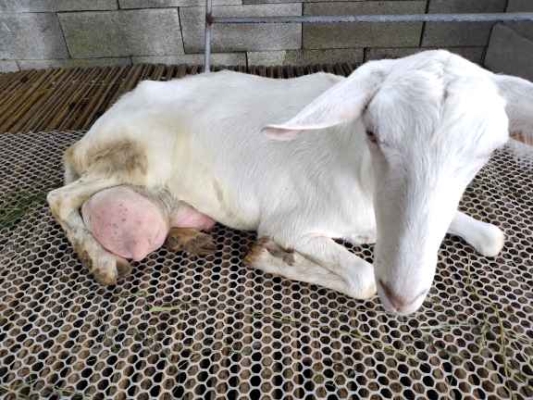 赤峰賣奶山羊電話多少號(hào)-第1張圖片