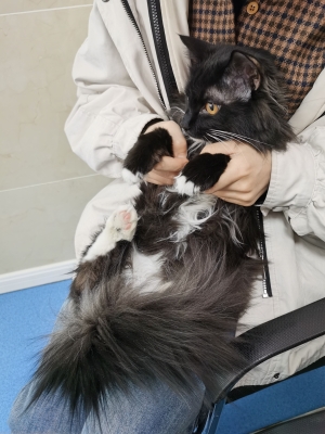 赤峰王雪寵物醫(yī)院電話號碼-第1張圖片