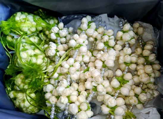 赤峰市茉莉花店電話號(hào)碼-第1張圖片