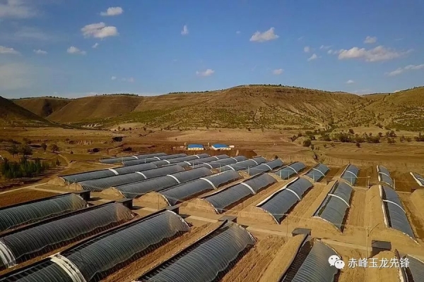 赤峰先鋒種子公司電話號碼-第1張圖片