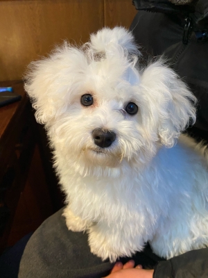 赤峰寵物用品推薦電話地址查詢-第1張圖片