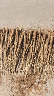 赤峰元寶批發(fā)廠家直銷電話號碼-第1張圖片