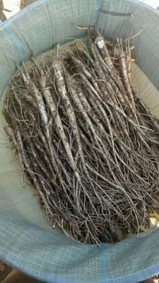 赤峰市板藍根出售電話地址查詢-第1張圖片