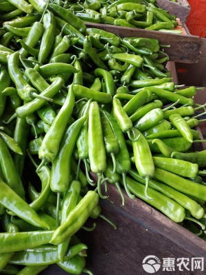 赤峰尖椒收購電話號碼是多少-第1張圖片