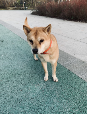 赤峰市柴犬出售電話號碼-第1張圖片