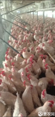 赤峰公雞批發(fā)電話是多少號-第1張圖片