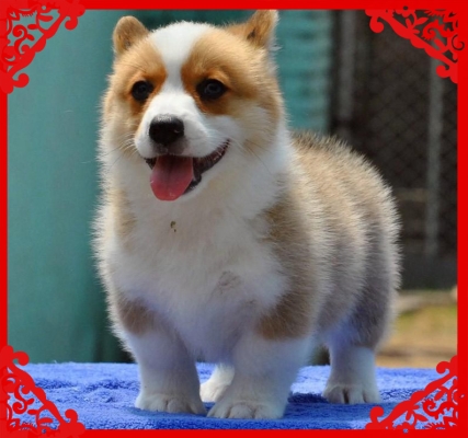 赤峰尋找柯基犬電話地址查詢-第1張圖片