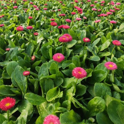 赤峰雛菊苗商家電話地址查詢-第1張圖片