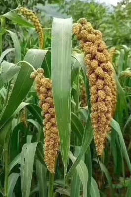 赤峰紅薯儲存庫地址電話號碼-第1張圖片