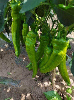 赤峰良心超市電話號(hào)碼查詢-第1張圖片