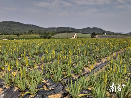 赤峰美容蘆薈種植園電話號(hào)碼-第1張圖片