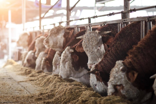 內(nèi)蒙古赤峰市羊場-第1張圖片