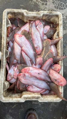 赤峰小寶凍貨電話多少號(hào)-第1張圖片