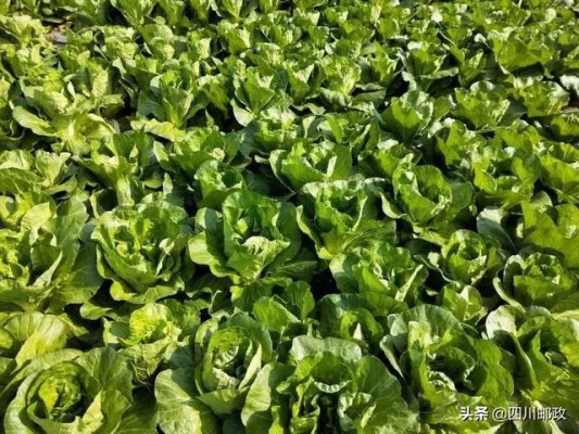 赤峰郵政助農(nóng)服務(wù)電話查詢號(hào)碼-第1張圖片