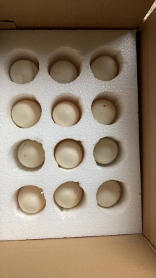 赤峰出售鵝蛋廠家電話地址查詢-第1張圖片