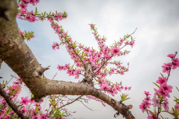 赤峰龍景巷桃花社區(qū)電話號(hào)碼-第1張圖片