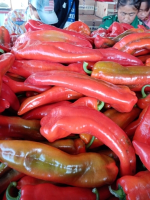 赤峰市紅辣椒出售電話號碼-第1張圖片