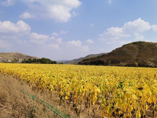 赤峰到林西拼車電話-第1張圖片