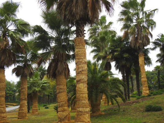 赤峰綠化草簾品牌店電話號碼-第1張圖片