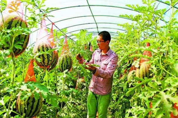 赤峰采摘園基地電話地址查詢-第1張圖片