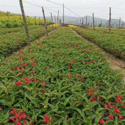 赤峰紅葉美人櫻批發(fā)電話地址-第1張圖片